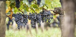 Vigneti di Château La Conseillante